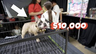 Rare And Expensive French Bulldog Cost 10000 [upl. by Dnomsed781]