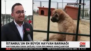 İstanbulun en büyük quotHayvan Barınağı ve Sahiplendirme Merkeziquot Arnavutköyde açıldı📺 CNN TÜRK [upl. by Ennayhs]