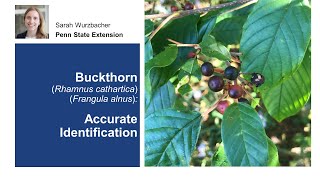 Buckthorn Accurate Identification [upl. by Quennie]