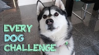 ALL dog challenges with my husky JACK [upl. by Fulcher]