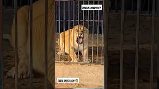 Dubai Shekh Lion 🦁 Dubai Shekh Tiger 🐯 Lion shorts videoshortsfeedshortsdubaiforyoushortfeed [upl. by Naaitsirhc623]