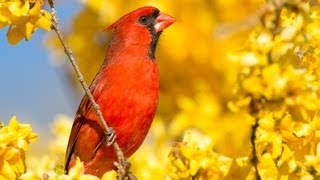 Photograph Birds with any Camera using a Blind amp Bird Calls [upl. by Aitat]