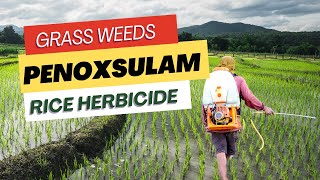 Penoxsulam Herbicide Effective Weed Control in Rice Cultivation  Uses Mode of Action amp Dosage [upl. by Grogan]