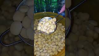 How to make lupini beans beans [upl. by Margie301]