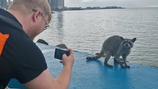 Spotted Racoons in Panama City [upl. by Anier]