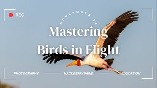 Mastering Birds in Flight  Webinar [upl. by Jonati]