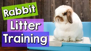 8 Rabbit Litter Training Tips amp BEST Litter Boxes [upl. by Reyaht574]