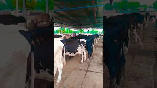 Balaji dairy farm 💥heavy milker hf cow and murrah buffalo trending shorts video 🤟 [upl. by Euseibbob]