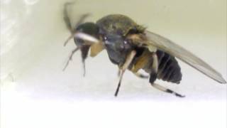 Black Fly Diptera Simuliidae cleaning antenna behaviour [upl. by Edwina]