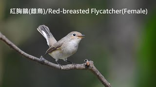 紅胸鶲紅喉姬鶲Redbreasted Flycatcher [upl. by Col]