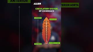 Important Question from Circulatory System of Cockroach  Comment Your Answer shorts [upl. by Lednek]