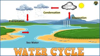 Water Cycle  Water Cycle for Kids  Process of Water Cycle  What is Water Cycle [upl. by Ok]