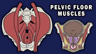 PELVIC FLOOR MUSCLES [upl. by Gardia]