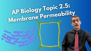 Membrane Permeability The Selectively Permeable Cell Membrane  AP Biology 25 [upl. by Linetta]