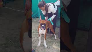 Beautiful Boxer at kolkata dog show shorts viral trending [upl. by Lleumas]