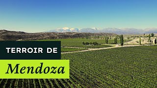 Terroir de Mendoza  Aprendendo com a Mistral EP29 [upl. by Melcher383]