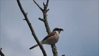 para gąsiorków Lanius collurio Redbacked Shrike Neuntöter [upl. by Adniralc]