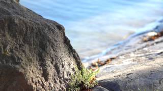 Vivitar 135mm f28 on Sony NEX 5n Test Video [upl. by Gaige14]