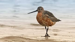 Godwits [upl. by Griffith]