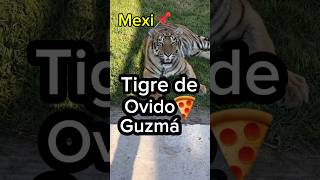 Tigre de Ovido Guzmá mexico mayitoflaco sinaloa culiacan lospshorts lpm [upl. by Westerfield868]