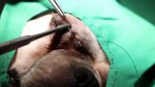 Eye ulcer surgery  tarsorrhapy in a Shih Tzu 23 [upl. by Nirac]