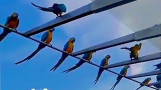 Free Flying Wild Macaw Parrots cute beautiful parrot [upl. by Francois282]