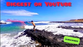 biggest API on YouTubeHawaiian style throw net fishingcooking kings fish [upl. by Anadroj]