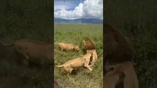 lionesses saves their king from intruder lion hyena elephant cheetah leopard nature wildlife [upl. by Dubois520]