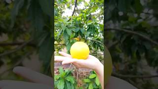 Pouteria Caimito fruit Vú sữ hoàng kim fruit garden farming [upl. by Sabina]