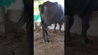 Murrh top koliti caf milkingcowhandgircow farming [upl. by Idnac]