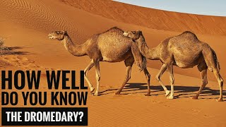 Dromedary  Description Characteristics and Facts [upl. by Lrak]