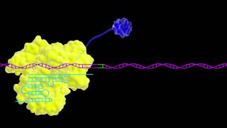 Cas9 As a Transcriptional Activator [upl. by Amitarp]