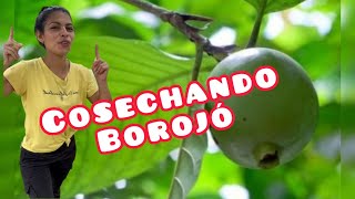 Conoces como almacenamos la fruta del borojó [upl. by Sokem]