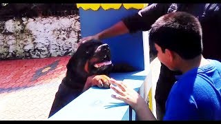 ROTTWEILER sudden ATTACK on stranger [upl. by Markus]