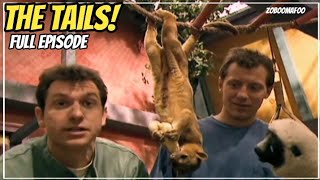 Zoboomafoo with The kratts brothers HAIL TO TAILS  Full episode  kratts series [upl. by Esoryram]