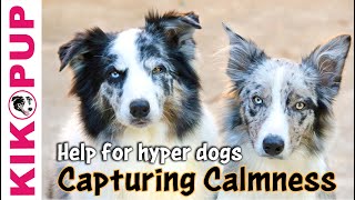 Capturing Calmness how to train calmness in dogs [upl. by Otrebcire]