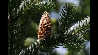 How to identify fir trees Abies spp [upl. by Breeze]