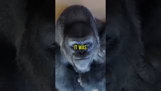 The gorilla who attacked a woman gorilla bokito shorts woman [upl. by Evaleen]