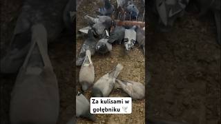 Za kulisami w gołębniku 🕊️ shorts farm gołębiepocztowe pigeon [upl. by Yraek]