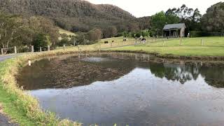 Magpie song and the dam at dusk with Kangaroo Valley panorama Springview Retreat [upl. by Jessalin]