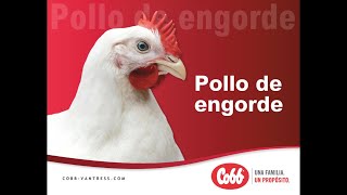 Pollo de engorde Cobb 500 [upl. by Anigroeg]