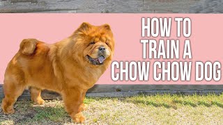 How to Train a Chow Chow Dog [upl. by Anilag]