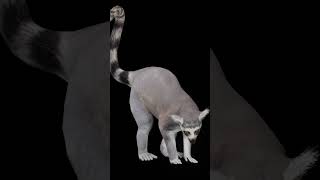 Ring tailed lemur lemur animals nyilonelycompany game lowpoly endangered [upl. by Rowan]