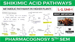 shikimic acid pathway  L2 Unit1  pharmacognosy 5th sem  Carewell Pharma [upl. by Casaleggio]