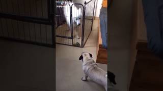 Samoyed vs Pug Fight Bark Outside And Inside Fence [upl. by Joli]