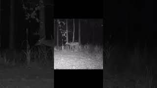 Decent Buck Sneaking Around wildlife louisiana [upl. by Rubliw]