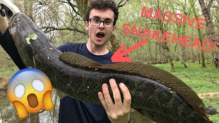 MASSIVE DOUBLE DIGIT SNAKEHEAD CAUGHT IN MARYLAND WATERS Catching a MONSTER Spring Snakehead [upl. by Bancroft375]