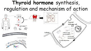 Thyroid hormone synthesis regulation and mechanism of action [upl. by Lyrradal]