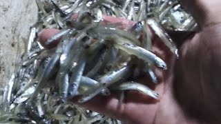 Bolinao fishing Small Fish Huling isda Catch and FreshFishing Adventure Buhay Isda shorts [upl. by Ahsetel]