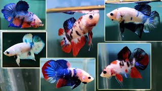 Thailand imported galaxy plakat betta fish catlouge [upl. by Viens164]